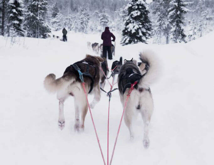 Huskies pulling a sleigh